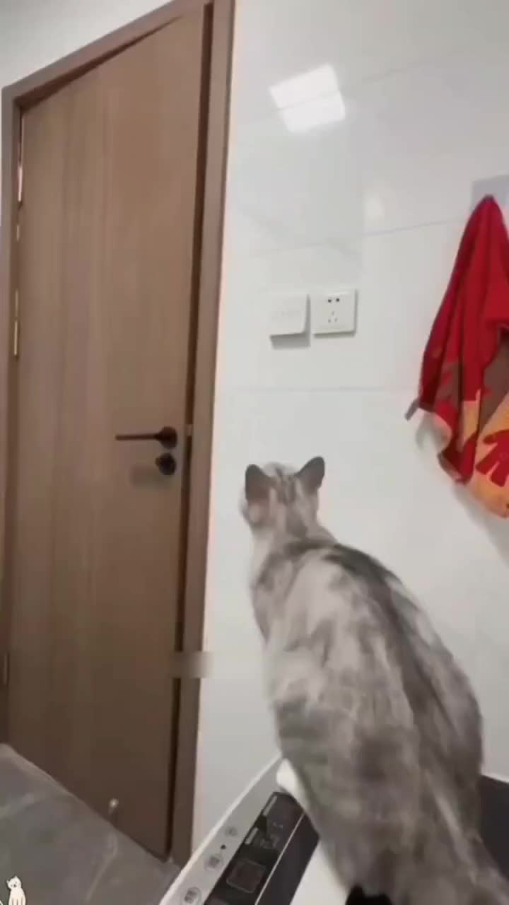 cat terror