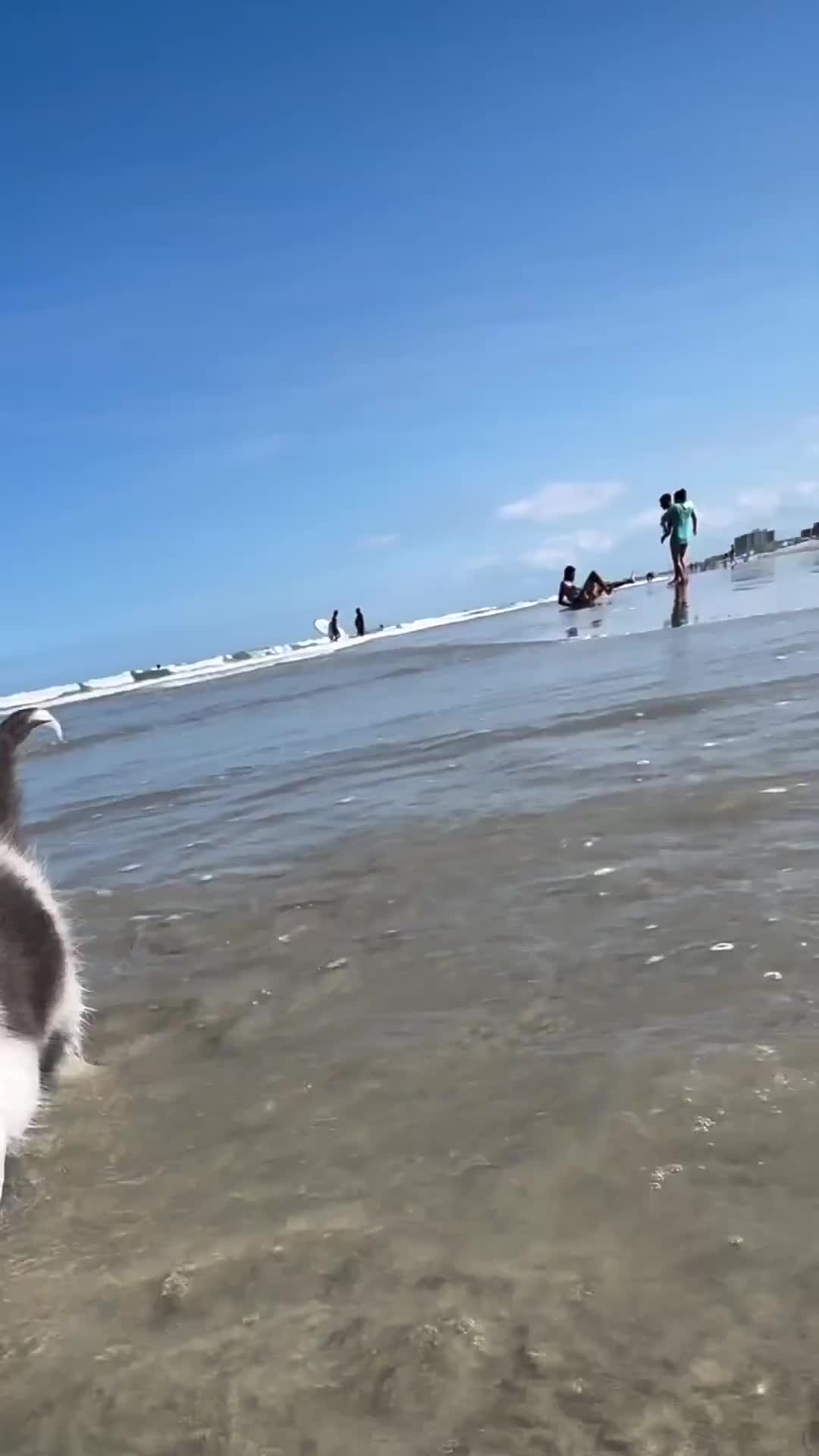 море котов
