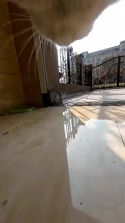 #cat