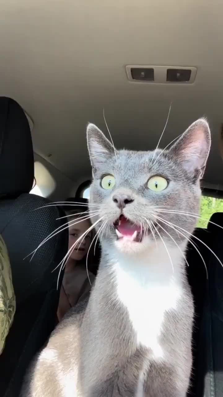 #cat