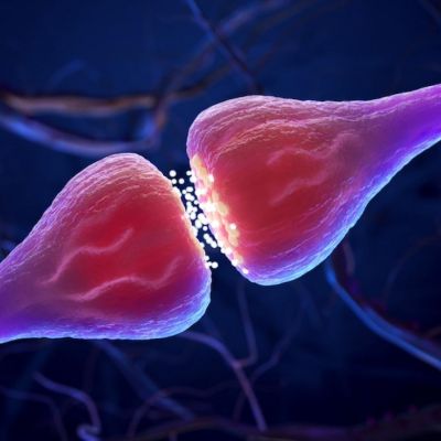SYNAPSE
